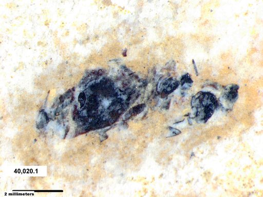 Insecta