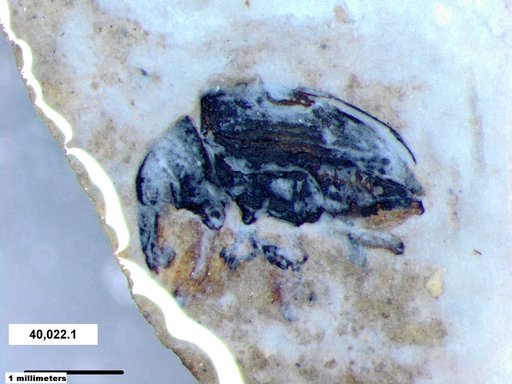 Genus sp
