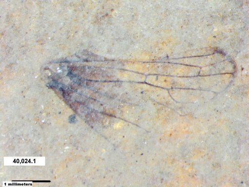 Insecta