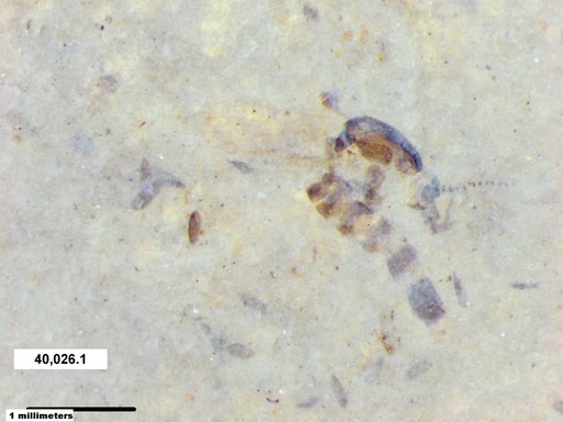 Chaoboridae