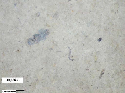 Notonectidae