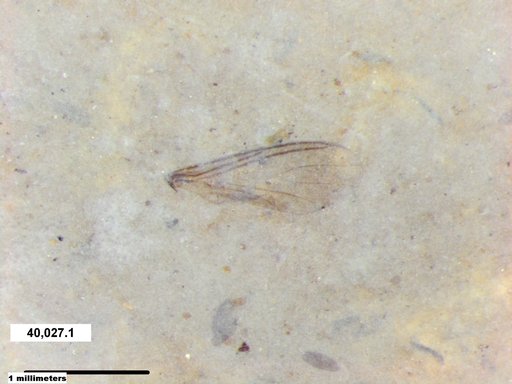 Diptera