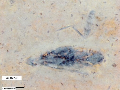 Genus sp