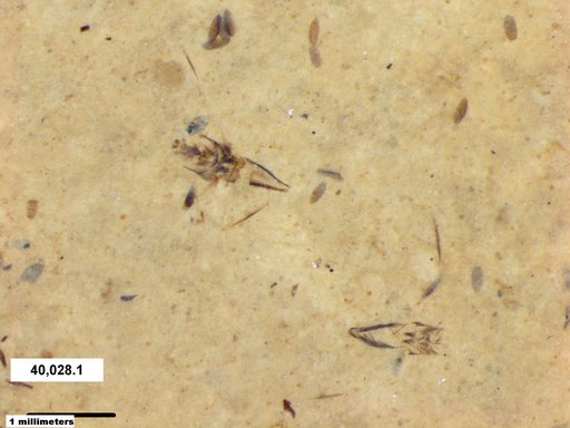 Notonectidae