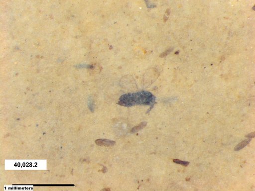 Genus sp