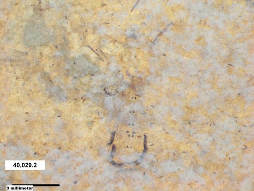 Genus sp