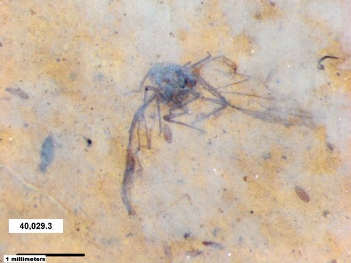 Aphididae