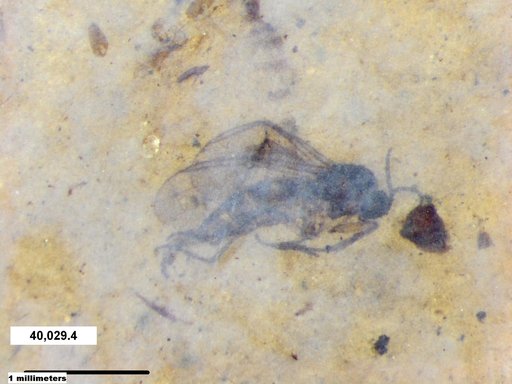 Aphididae