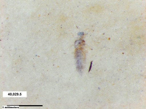 Genus sp