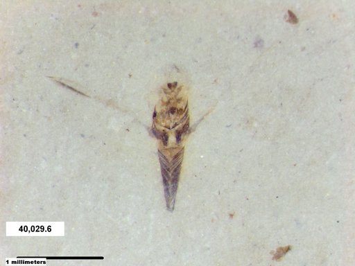 Notonectidae