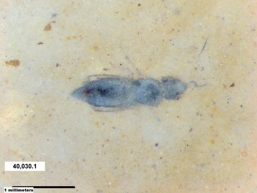 Genus sp
