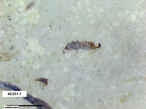 Genus sp