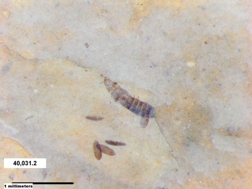 Genus sp