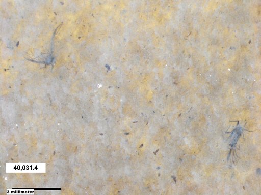 Aphididae