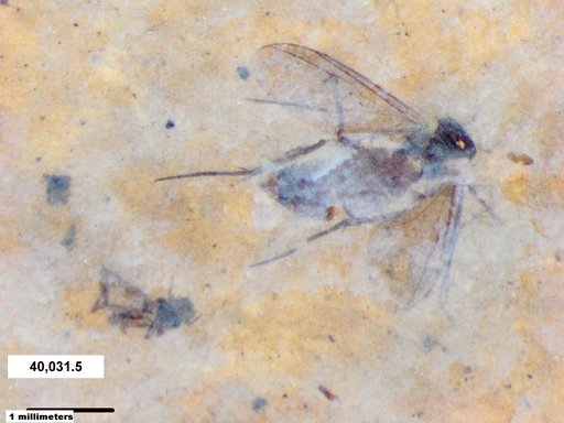 Mycetophilidae