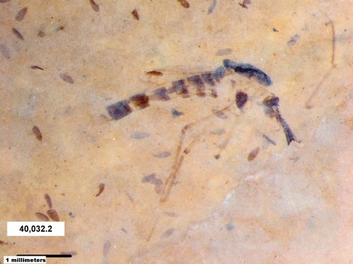Chaoboridae