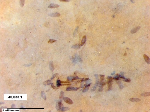 Chaoboridae