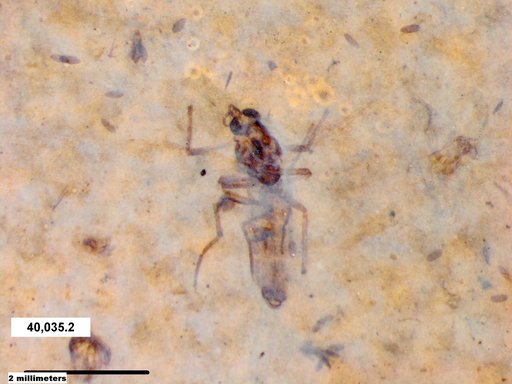 Diptera