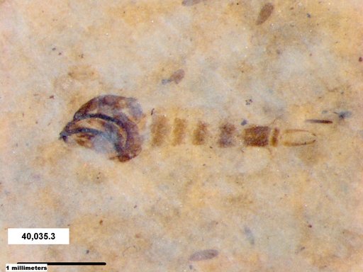 Chaoboridae