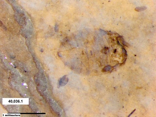 Genus sp