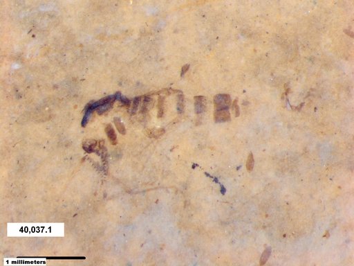 Chaoboridae