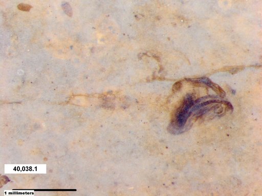 Chaoboridae