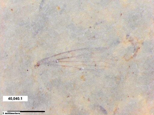 Insecta
