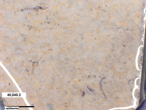 Chaoboridae