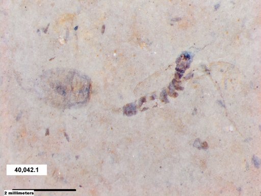 Genus sp