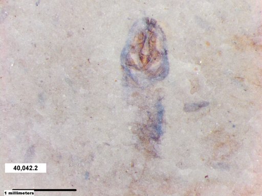 Diptera