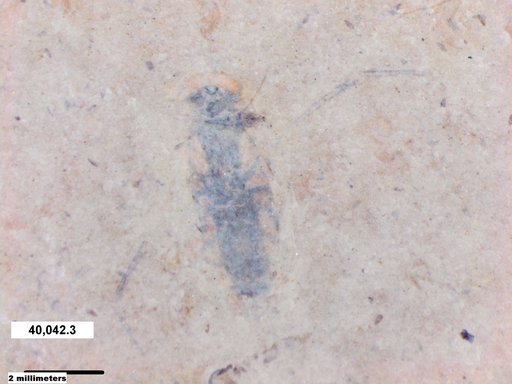 Corixidae