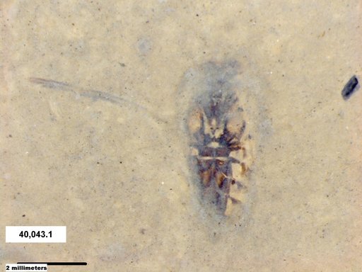 Corixidae