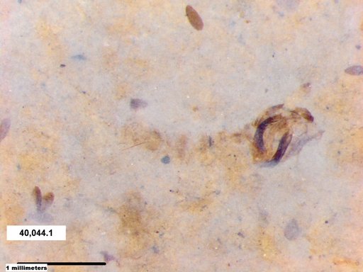 Chaoboridae