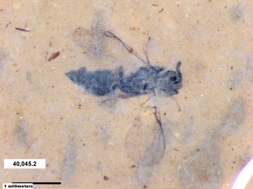 Chalcididae