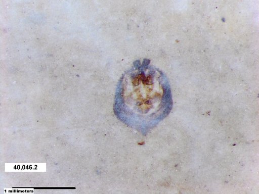 Diptera