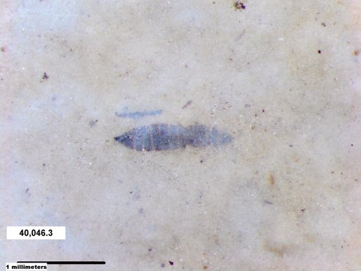 Genus sp