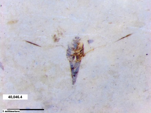 Notonectidae