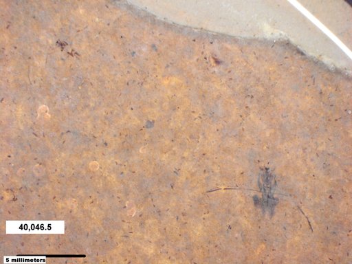 Notonectidae