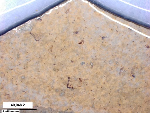 Chaoboridae