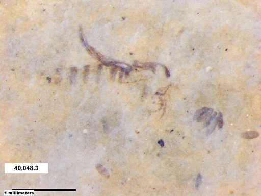Chaoboridae