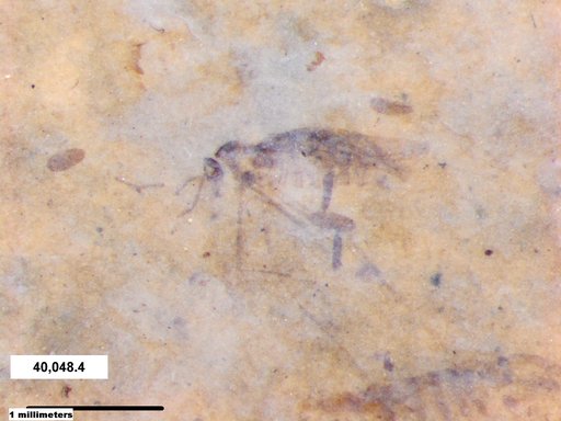 Diptera