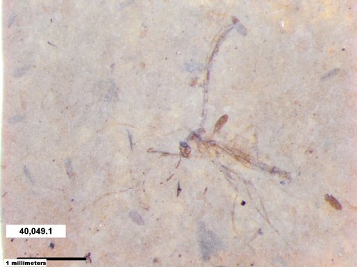 Chaoboridae