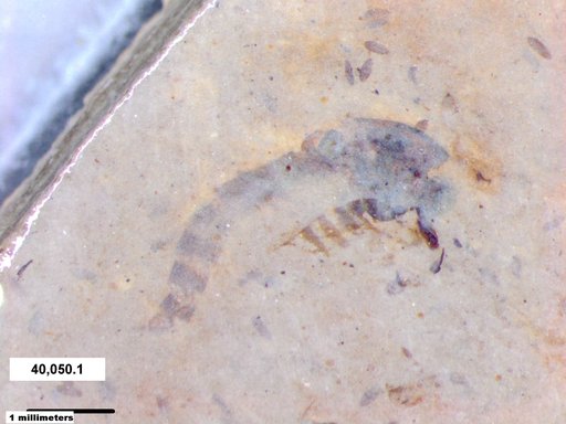 Chaoboridae