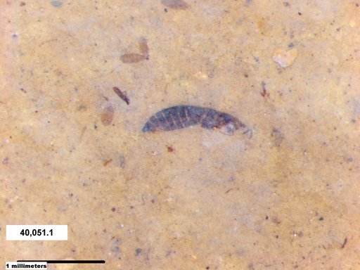Genus sp