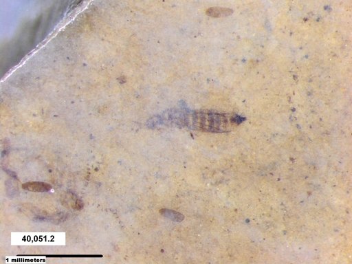 Genus sp
