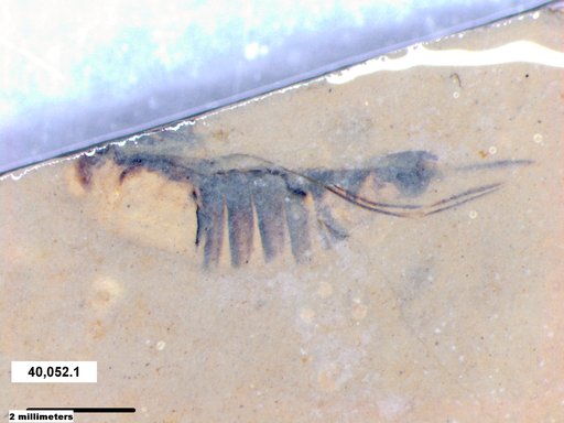 Corixidae