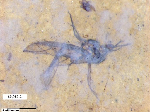 Aphididae