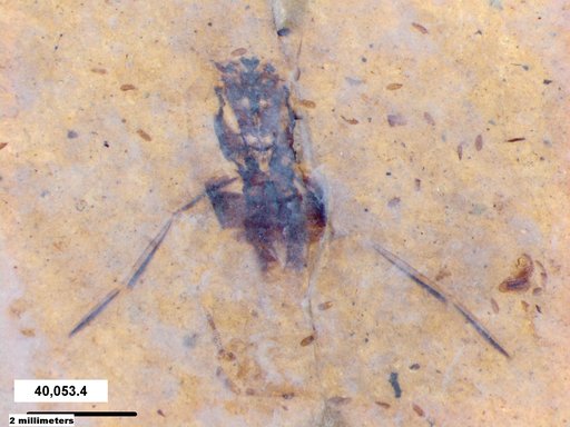 Notonectidae