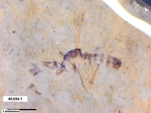 Chaoboridae