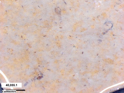 Chaoboridae